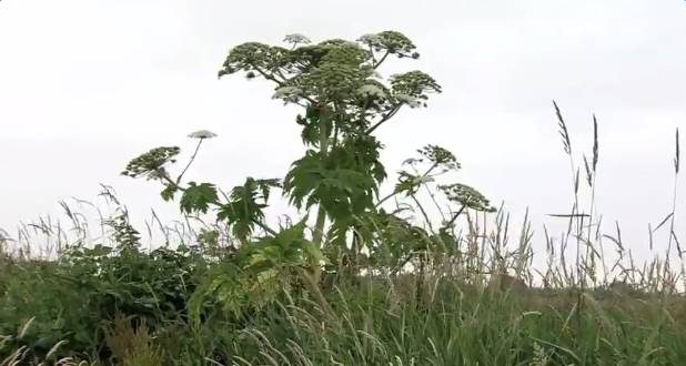 虽然这种大猪草并不起源于此,但它对加拿大的气候非常适应,通常大猪草