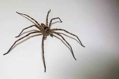 51口碑-最近,家里的蜘蛛数量成倍地涨,原来是因
